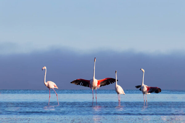 Wild african birds. Group birds of pink african flamingos  walking around the blue lagoon on a sunny day