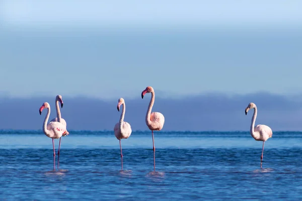 Wild african birds. Group birds of pink african flamingos  walking around the blue lagoon on a sunny day