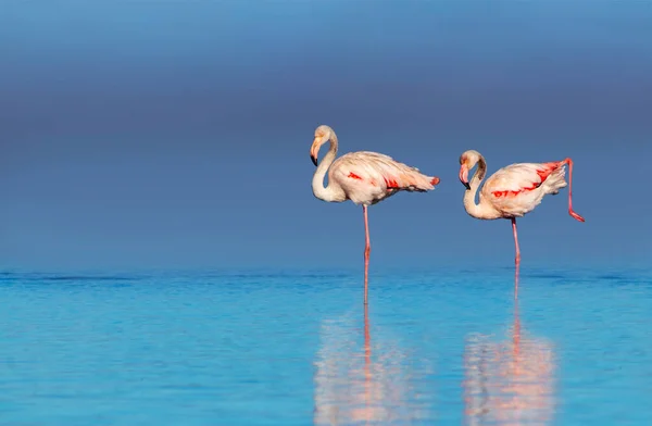 Wild african birds. Two birds of pink african flamingos  walking around the blue lagoon on a sunny day. Namibia