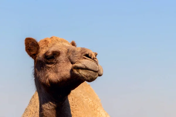 Camel Africain Dans Désert Namibien Drôle Gros Plan Namibie Afrique — Photo