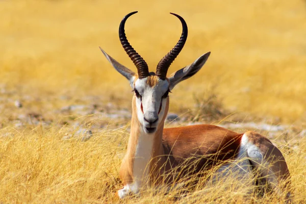 Animales Salvajes Africanos Springbok Antílope Mediano Hierba Amarilla Alta Parque — Foto de Stock