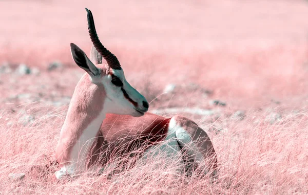 Vadon Élő Afrikai Állatok Springbok Közepes Méretű Antilop Magas Rózsaszín — Stock Fotó