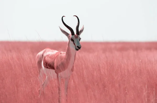 Vahşi Afrika Hayvanları Orta Büyüklükteki Antilop Springbok Uzun Pembe Çimenlerde — Stok fotoğraf