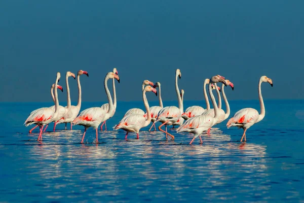 Divocí Afričtí Ptáci Skupina Ptáků Růžové Africké Plameňáci Procházky Kolem — Stock fotografie
