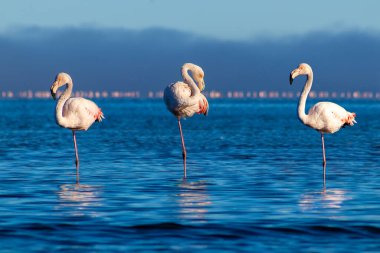 Vahşi Afrika kuşları. Pembe Afro flamingolu grup kuşları güneşli bir günde mavi gölde dolaşıyorlar. Namibya