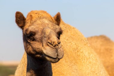 Namib çölünde Afrika devesi. Yakından komik görünüyor. Namibya, Afrika