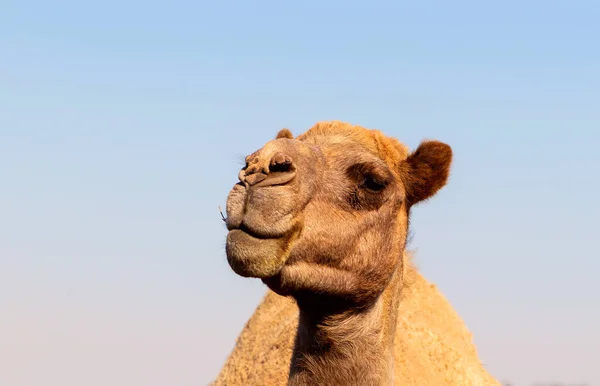 Camel Africain Dans Désert Namibien Drôle Gros Plan Namibie Afrique — Photo