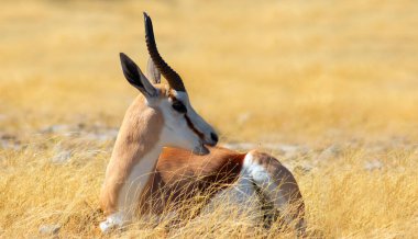 Vahşi Afrika hayvanları. Orta büyüklükteki antilop (springbok) uzun sarı çimlerde bulunur. Etosha Ulusal Parkı. Namibya 