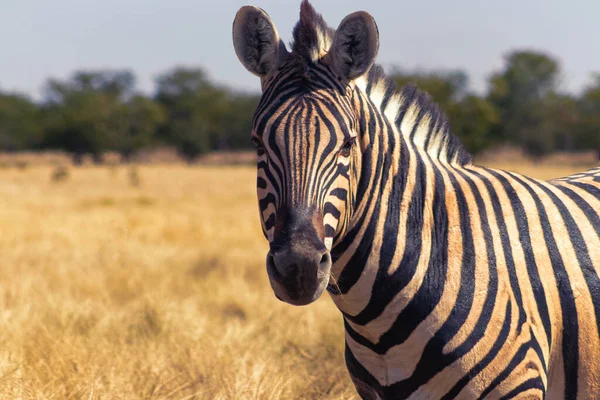 Dzikie Afrykańskie Zwierzęta Afrykańska Góra Zebra Stojąca Łąkach Park Narodowy — Zdjęcie stockowe