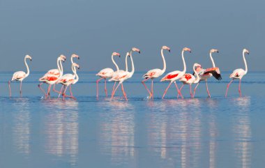 Vahşi Afrika kuşları. Pembe afrikalı flamingo kuşları güneşli bir günde mavi gölde dolaşıyorlar.