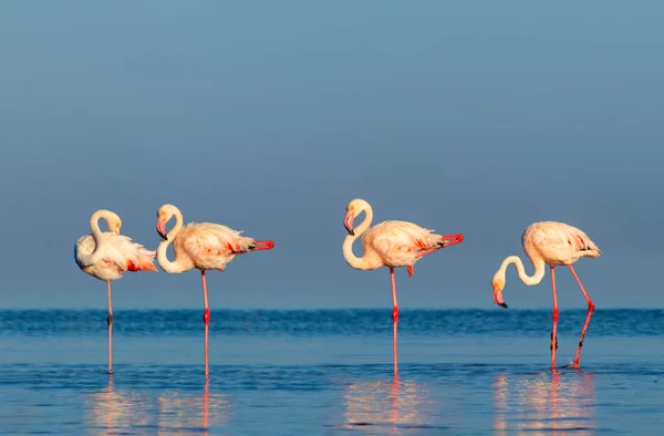 Wild african birds. Group birds of pink african flamingos  walking around the blue lagoon on a sunny day. Namibia