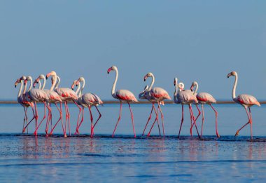 Vahşi Afrika kuşları. Pembe afrikalı flamingo kuşları güneşli bir günde mavi gölde dolaşıyorlar.