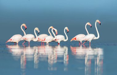 Vahşi Afrika kuşları. Pembe Afro flamingolu grup kuşları güneşli bir günde mavi gölde dolaşıyorlar. Namibya