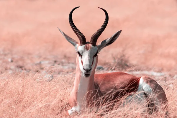 Άγρια Αφρικανικά Ζώα Springbok Μεσαίου Μεγέθους Αντιλόπη Ψηλό Ροζ Γρασίδι — Φωτογραφία Αρχείου