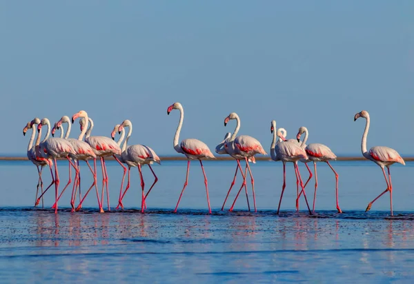 Wilde Afrikanische Vögel Eine Gruppe Rosafarbener Flamingos Spaziert Einem Sonnigen — Stockfoto