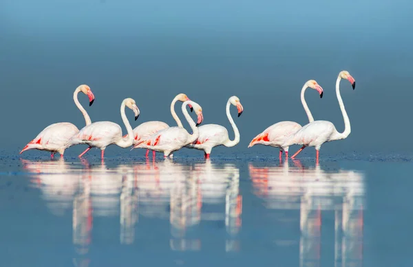 Wild african birds. Group birds of pink african flamingos  walking around the blue lagoon on a sunny day. Namibia