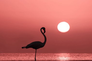 Vahşi Afrika kuşları. Yalnız bir flamingonun silueti kırmızı günbatımı ve parlak güneşin arka planında bir gölde duruyor.