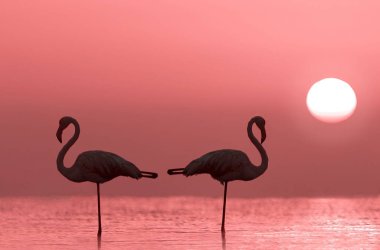 Vahşi Afrika kuşları. İki flamingonun silueti bir gölde duruyor. Kızıl günbatımı ve parlak güneşin arka planında.
