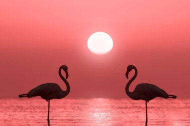 Bir grup flamingo, kırmızı günbatımı ve parlak büyük güneşin arka planında bir gölde duruyor.