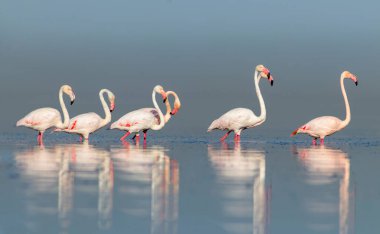 Vahşi Afrika kuşları. Pembe Afro flamingolu grup kuşları güneşli bir günde mavi gölde dolaşıyorlar. Namibya