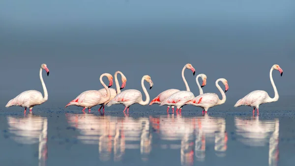 Aves Africanas Selvagens Aves Grupo Flamingos Africanos Cor Rosa Andando — Fotografia de Stock