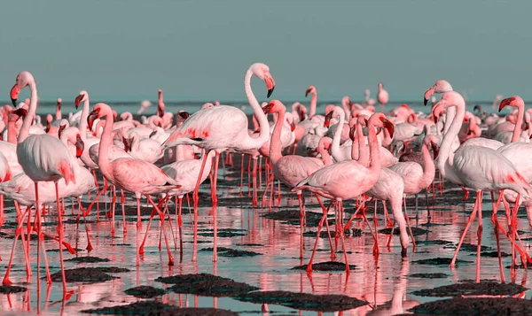 Dzikie Afrykańskie Ptaki Grupa Dużych Białych Flamingów Oceanie Atlantyckim Słoneczny — Zdjęcie stockowe