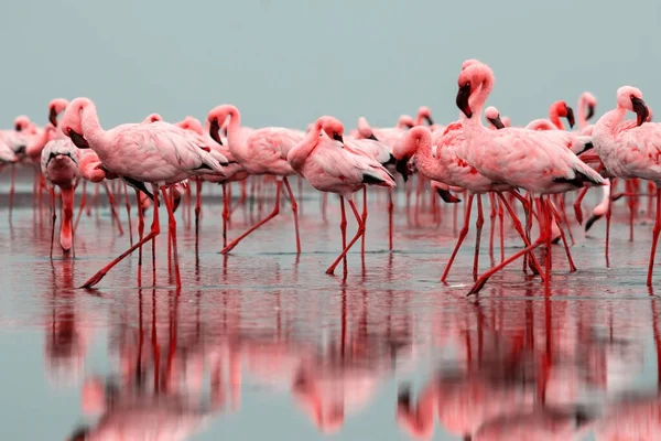 Wild african birds. Group of red flamingo birds on the blue lagoon. Walvis bay, Namibia