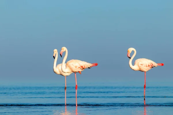 Wild african birds. Group birds of pink african flamingos  walking around the blue lagoon on a sunny day. Namibia