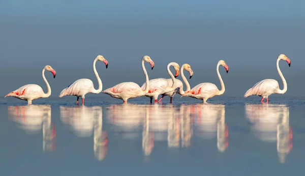 Wilde Afrikanische Vögel Eine Gruppe Rosafarbener Flamingos Spaziert Einem Sonnigen — Stockfoto