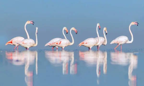 Uccelli Selvatici Africani Gruppo Uccelli Fenicotteri Africani Rosa Passeggiando Intorno — Foto Stock