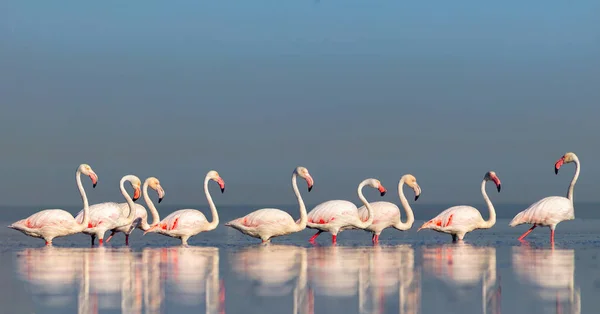 Wild african birds. Group birds of pink african flamingos  walking around the blue lagoon on a sunny day. Namibia