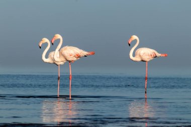 Vahşi Afrika kuşları. Pembe Afro flamingolu grup kuşları güneşli bir günde mavi gölde dolaşıyorlar. Namibya