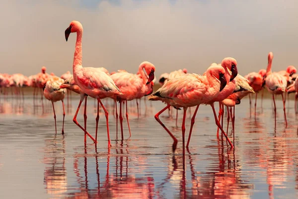 Aves Africanas Selvagens Aves Grupo Flamingos Africanos Cor Rosa Caminhando — Fotografia de Stock