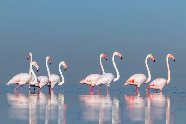 Aves Africanas Selvagens Aves Grupo Flamingos Africanos Cor Rosa Andando — Fotografia de Stock