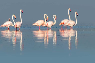 Vahşi Afrika kuşları. Pembe afrikalı flamingo kuşları güneşli bir günde mavi gölde dolaşıyorlar.