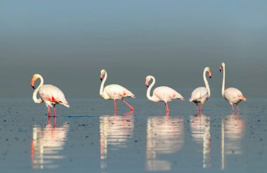Vahşi Afrika kuşları. Pembe afrikalı flamingo kuşları güneşli bir günde mavi gölde dolaşıyorlar.
