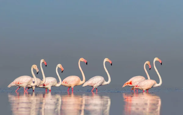 Aves Africanas Selvagens Aves Grupo Flamingos Africanos Cor Rosa Caminhando — Fotografia de Stock