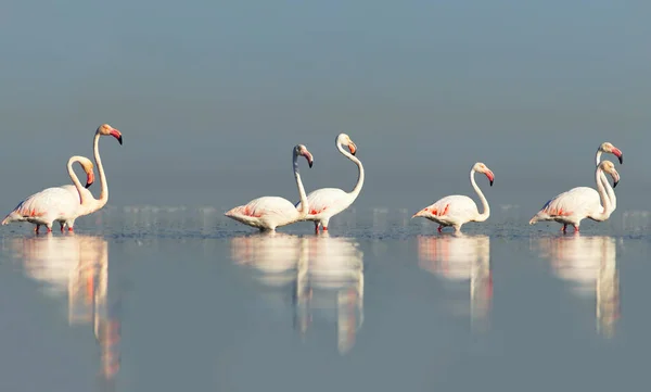 Wild african birds. Group birds of pink african flamingos  walking around the blue lagoon on a sunny day