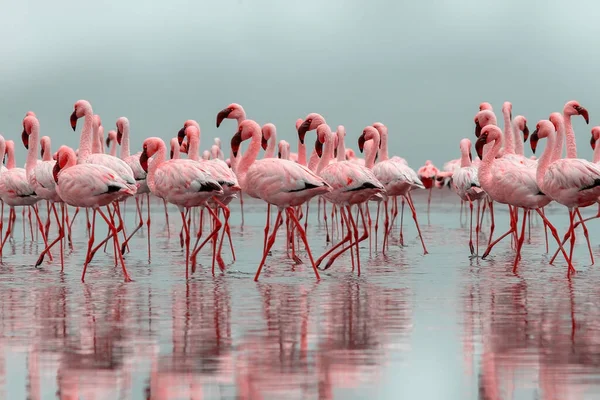 Wild african birds. Group of African red flamingo birds and their reflection on clear water. Walvis bay, Namibia, Africa