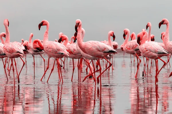 Vilda Afrikanska Fåglar Grupp Fåglar Rosa Afrikanska Flamingos Promenader Runt — Stockfoto