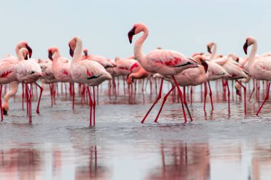 Vahşi Afrika kuşları. Pembe Afrikalı flamingoların grup kuşları mavi gölde dolaşıyorlar. 