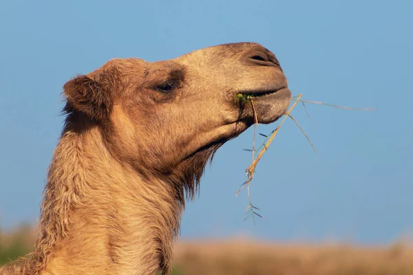 Camel Africain Dans Désert Namibien Drôle Gros Plan Namibie Afrique — Photo