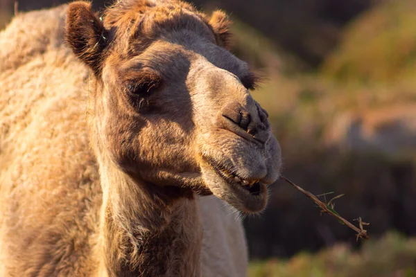 Camel Africano Deserto Namíbia Engraçado Namíbia África — Fotografia de Stock