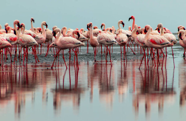 Wild african birds. Group birds of pink african flamingos  walking around the blue lagoon 