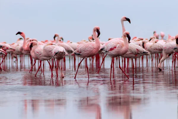 Vilda Afrikanska Fåglar Grupp Fåglar Rosa Afrikanska Flamingos Promenader Runt — Stockfoto