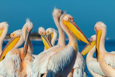 Vahşi Afrika kuşları. Birkaç büyük pembe pelikan grubu güneşli bir günde gölde duruyor.