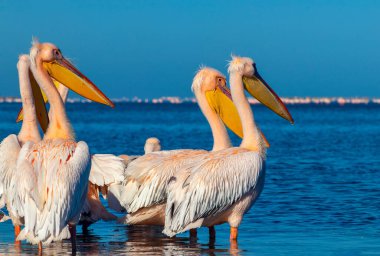 Vahşi Afrika kuşları. Birkaç büyük pembe pelikan grubu güneşli bir günde gölde duruyor.