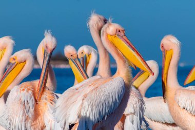 Vahşi Afrika kuşları. Birkaç büyük pembe pelikan grubu güneşli bir günde gölde duruyor.