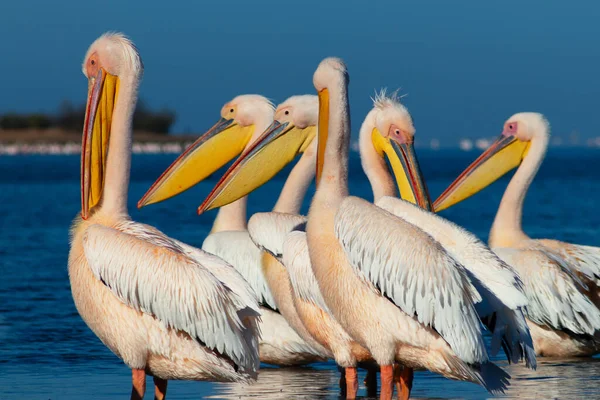 Wilde Afrikanische Vögel Eine Gruppe Von Mehreren Großen Rosa Pelikanen — Stockfoto