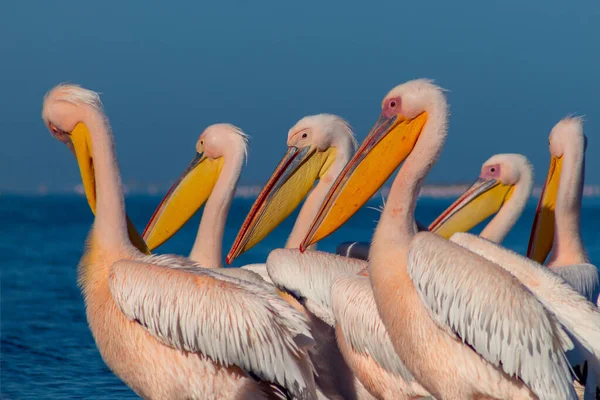 Wilde Afrikanische Vögel Eine Gruppe Von Mehreren Großen Rosa Pelikanen — Stockfoto